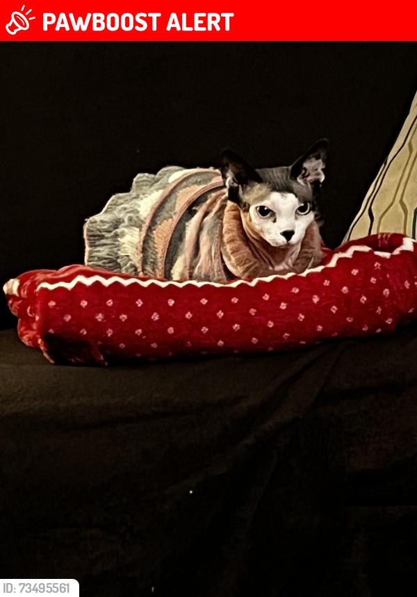Lost Female Cat last seen Woodman Rd, Colorado Springs, CO 80918