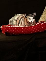 Lost Female Cat last seen Woodman Rd, Colorado Springs, CO 80918