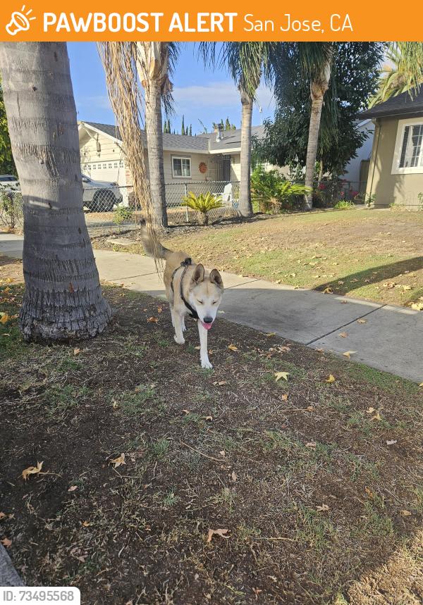 Found/Stray Male Dog last seen Berona way, San Jose, CA 95122