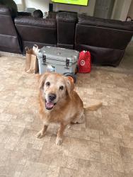 Reunited Male Dog last seen Tamarisk park in the flooded park, San Jacinto, CA 92582