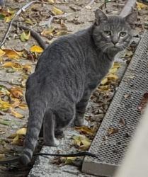 Found/Stray Unknown Cat last seen Friar St and Cedros Ave, Los Angeles, CA 91411