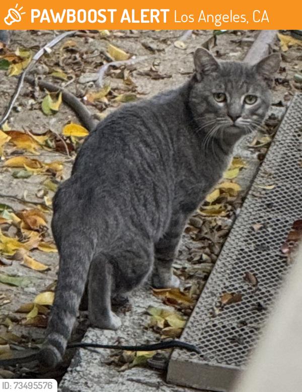 Found/Stray Unknown Cat last seen Friar St and Cedros Ave, Los Angeles, CA 91411