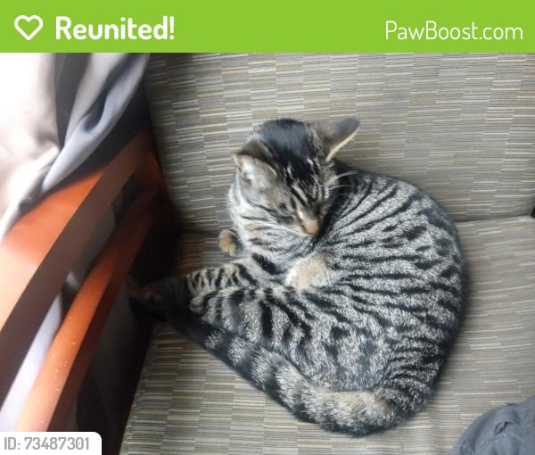 Reunited Male Cat last seen Farmington, Vacaville, CA 95687