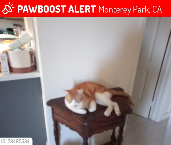 Lost Male Cat last seen Alhambra Ave Monterey Park, Monterey Park, CA 91755