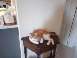 Lost Male Cat last seen Alhambra Ave Monterey Park, Monterey Park, CA 91755