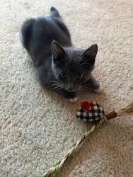 Reunited Male Cat last seen Near Pelucca Ln, Modesto, CA 95355, USA, Modesto, CA 95355