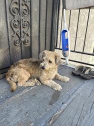 Found/Stray Male Dog last seen Near E Vernon Ave, Los Angeles, CA 90011