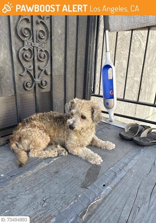 Found/Stray Male Dog last seen Near E Vernon Ave, Los Angeles, CA 90011