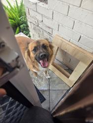 Reunited Unknown Dog last seen Near Mitchell Ave, Tustin, CA 92780