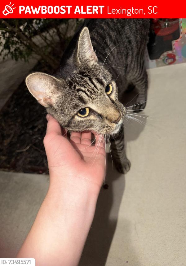 Lost Male Cat last seen 245, flinchum place, Lexington, SC 29073