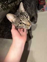 Lost Male Cat last seen 245, flinchum place, Lexington, SC 29073