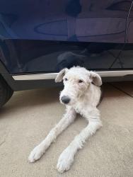 Found/Stray Female Dog last seen St Charles and St Michael, Mansfield, TX 76063