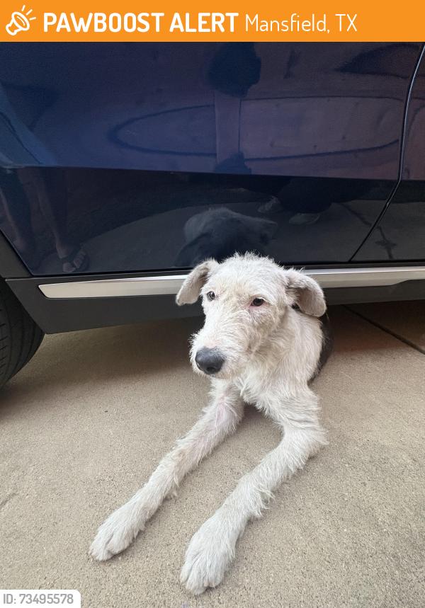 Found/Stray Female Dog last seen St Charles and St Michael, Mansfield, TX 76063