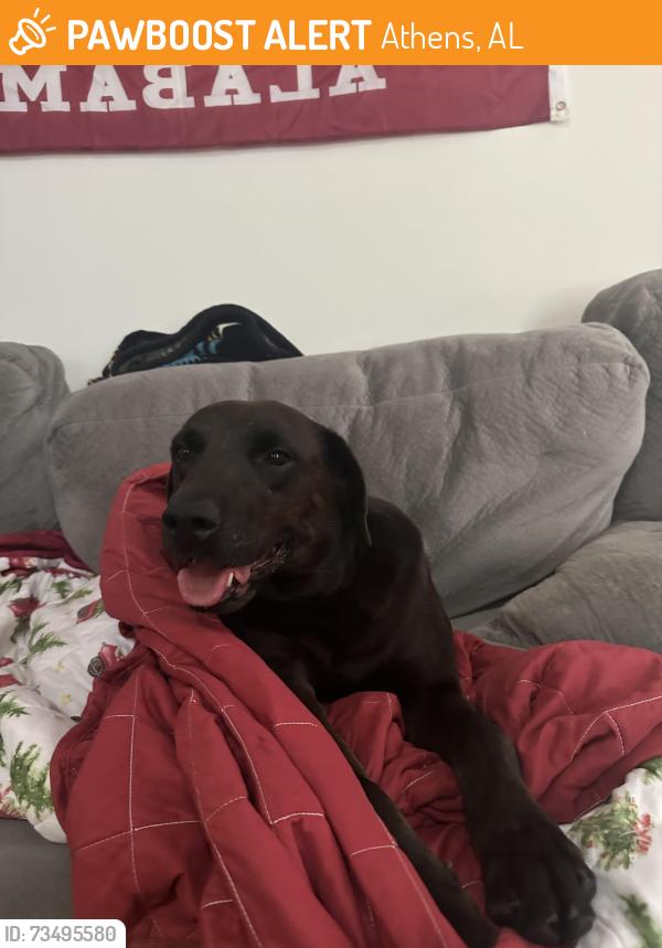Found/Stray Male Dog last seen Newly chapel rd, Athens, AL 35613