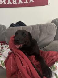 Found/Stray Male Dog last seen Newly chapel rd, Athens, AL 35613
