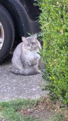 Found/Stray Unknown Cat last seen Citrus and Paragon Mills road, Nashville, TN 37211
