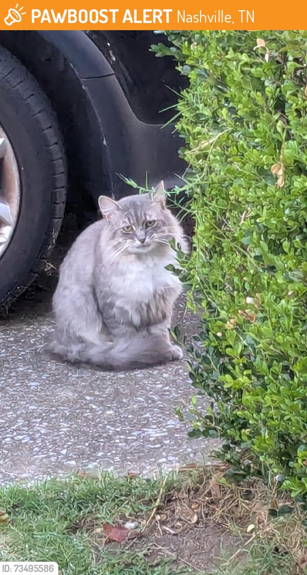 Found/Stray Unknown Cat last seen Citrus and Paragon Mills road, Nashville, TN 37211