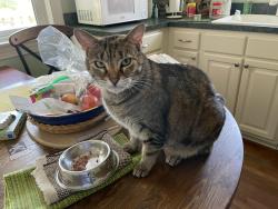 Lost Female Cat last seen Whippoorwill Rd,Shelby Rd,O’Daniel ave, Louisville, KY 40213