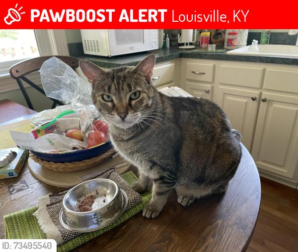 Lost Female Cat last seen Whippoorwill Rd,Shelby Rd,O’Daniel ave, Louisville, KY 40213