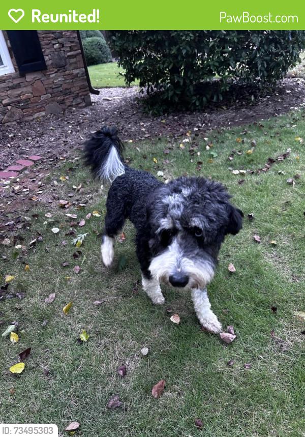 Reunited Male Dog last seen Briar Glen Ct, Gwinnett County, GA 30519