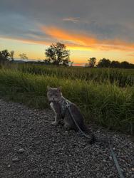 Lost Male Cat last seen Near tokala trl, London, ON 