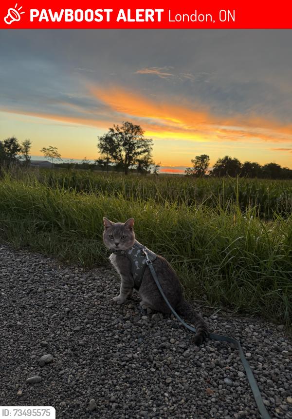 Lost Male Cat last seen Near tokala trl, London, ON 