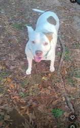 Reunited Female Dog last seen Davis heating and air, Spartanburg County, SC 29303
