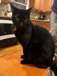 Reunited Female Cat last seen 6th and Kasold, Lawrence, KS, Lawrence, KS 66049