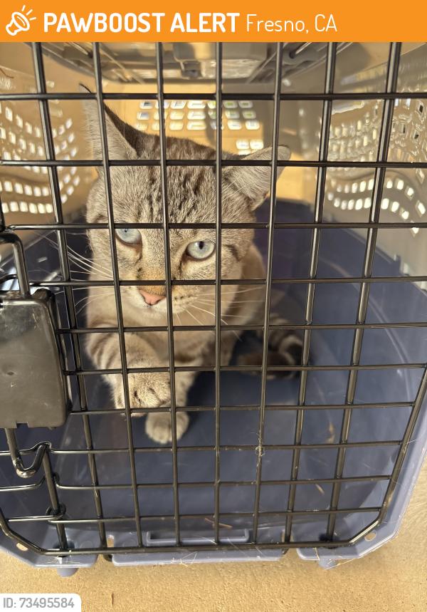 Found/Stray Unknown Cat last seen Teague Cedar, Fresno, CA 93720