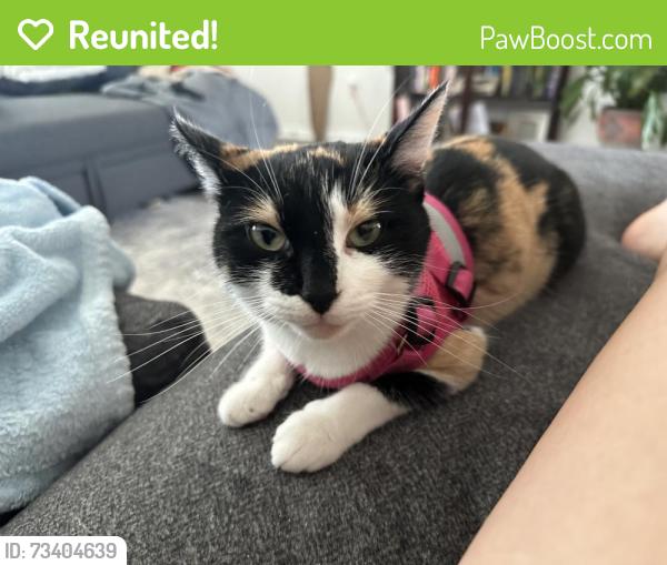 Reunited Female Cat last seen DRB Homes Harrier Point, Woodruff, SC 29388