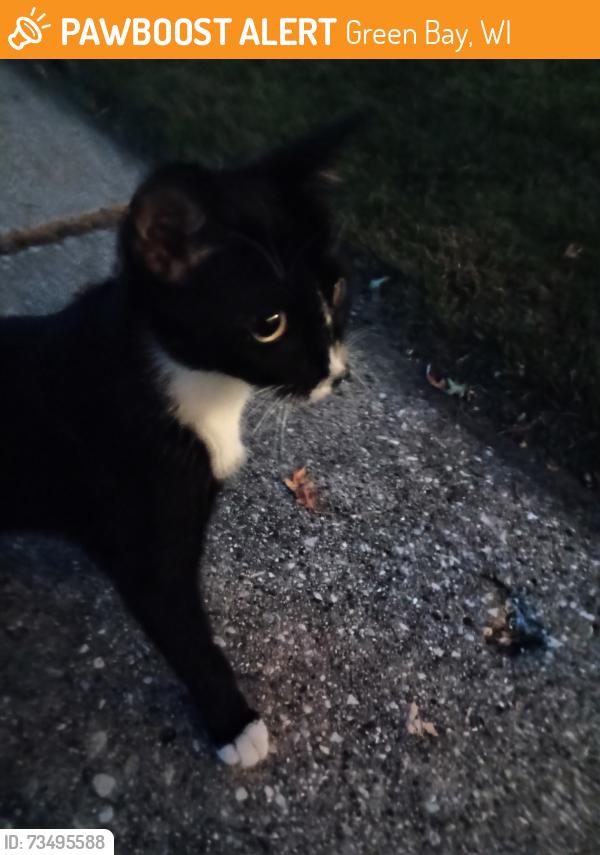 Found/Stray Male Cat last seen Denoyers, Green Bay, WI 54303