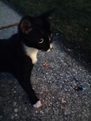 Found/Stray Male Cat last seen Denoyers, Green Bay, WI 54303