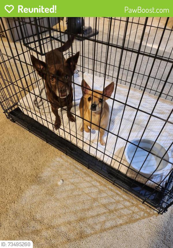 Reunited Male Dog last seen W. 35th St S and 35th St C. Harvest Ridge Neighborhood, Wichita, KS 67215
