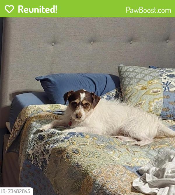 Reunited Male Dog last seen Whytecliff Way and Hwy 19, Sun Prairie, WI 53590