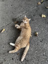 Reunited Male Cat last seen Hey 110 and Hwy 44, Mound, MN 55364
