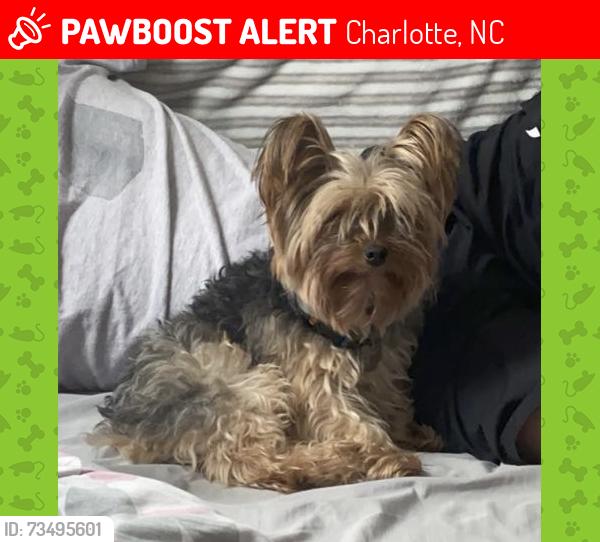 Lost Male Dog last seen Wilkinson Boulevard, near the airport. trailer park, Charlotte, NC 28214