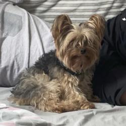 Lost Male Dog last seen Wilkinson Boulevard, near the airport. trailer park, Charlotte, NC 28214