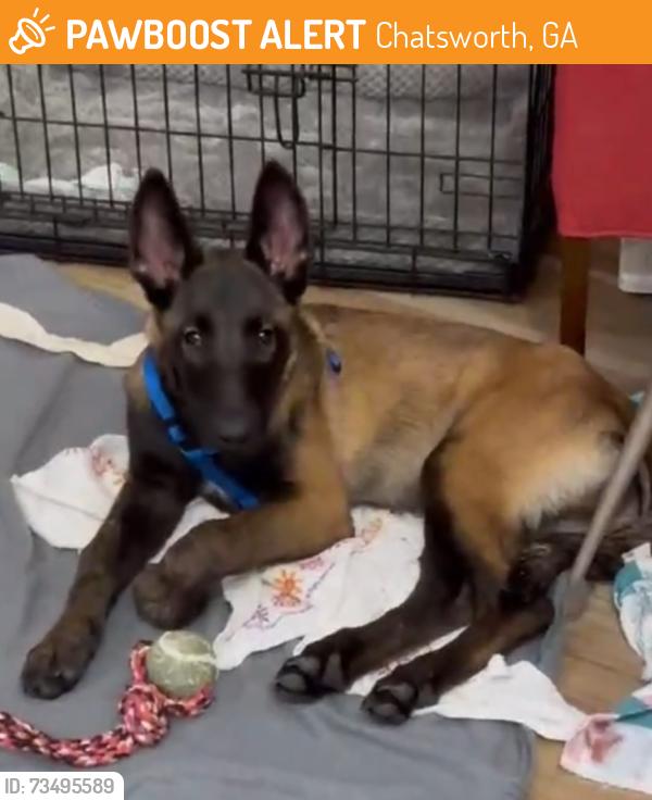 Found/Stray Male Dog last seen Near way stop on Hwy 225, Chatsworth, GA 30724