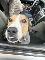 Reunited Female Dog last seen Esplanade way and montego, Paradise, NV 89121