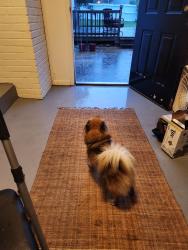 Lost Female Dog last seen Whitehaven, TN, Memphis, TN 38116