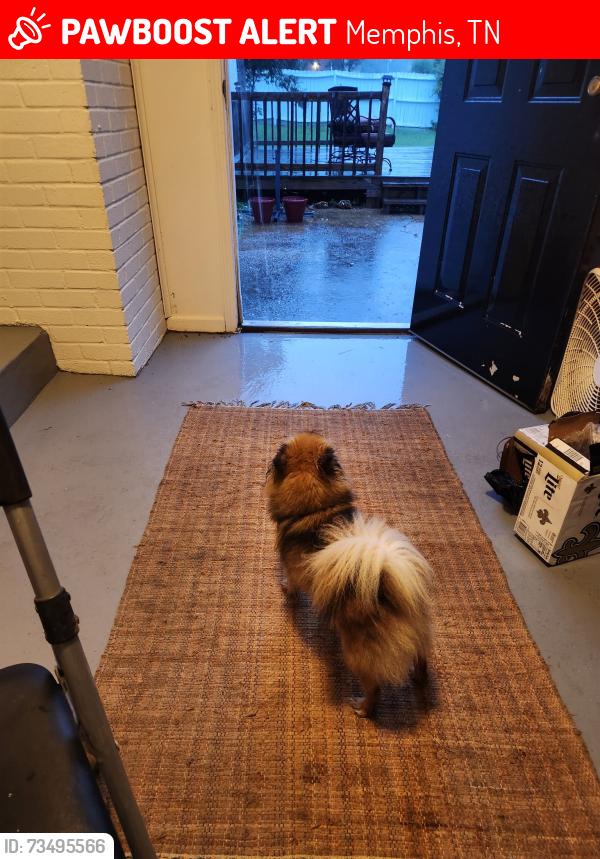 Lost Female Dog last seen Whitehaven, TN, Memphis, TN 38116