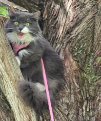 Reunited Female Cat last seen Dissapeared into the forest across the road from Lloyd Park, Elma, WA 98541