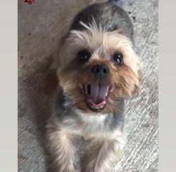 Lost Male Dog last seen Near lewis st, Perth Amboy, NJ 08861