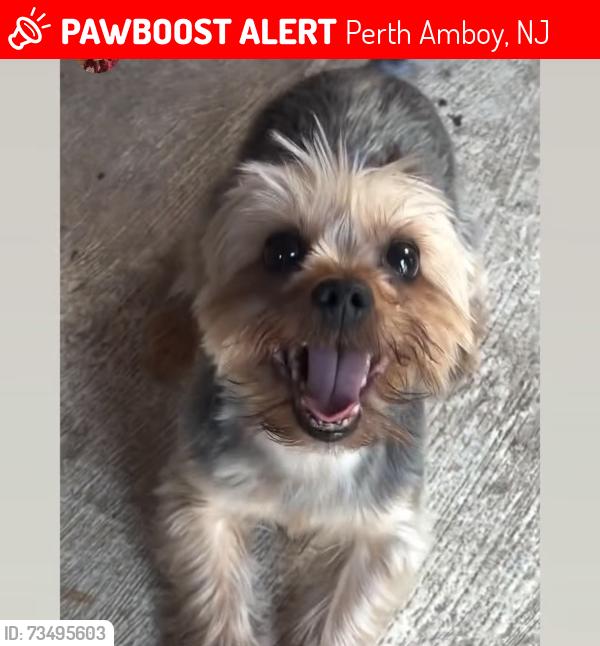 Lost Male Dog last seen Near lewis st, Perth Amboy, NJ 08861
