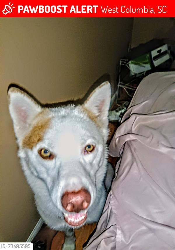 Lost Female Dog last seen McDonald's on platt spring, West Columbia, SC 29033