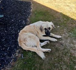 Found/Stray Female Dog last seen Elverta Rd, Elverta, CA 95626