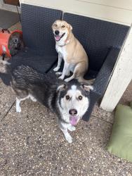 Found/Stray Male Dog last seen 62nd and Louisville Dr, Lubbock, TX 79413