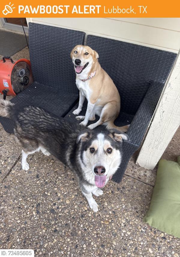 Found/Stray Male Dog last seen 62nd and Louisville Dr, Lubbock, TX 79413
