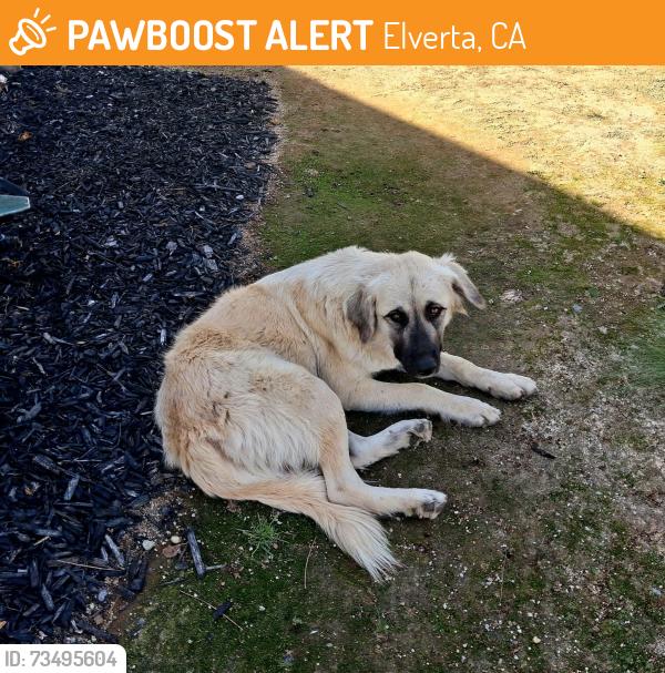 Found/Stray Female Dog last seen Elverta Rd, Elverta, CA 95626