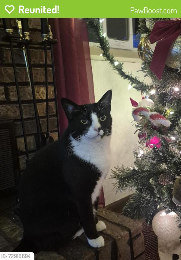 Reunited Female Cat last seen Rugby Lane and North Ruggles Ferry Pike, Strawberry Plains, TN 37871